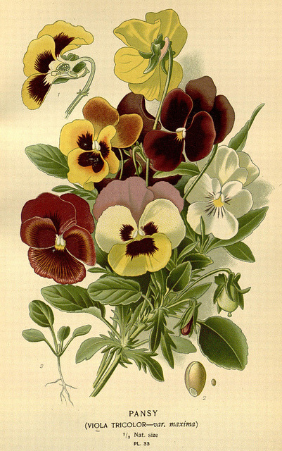 jomobimo:Pansy, Tricolor: Favourite flowers of garden and greenhouse,1896-97