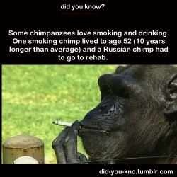 Did-You-Kno:  Source  Chimps In Rehab. That&Amp;Rsquo;S Like Retarded Funny!