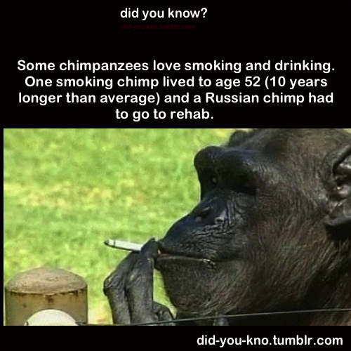 did-you-kno:  Source  Chimps in rehab. That’s like retarded funny!