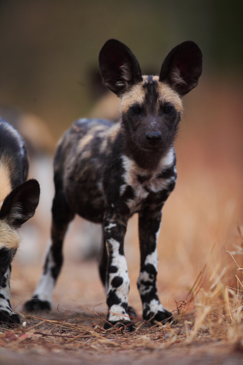 funkysafari:  African wild dog (12 week old puppy)  by Wildcaster 