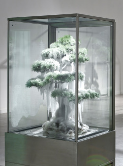 7while23:  Makoto Azuma - Frozen Pine - 2010