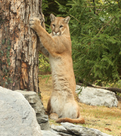 funkysafari:  Mountain Lion by Doug Zeiser ❀ ✿ Lose yourself in the jungle! ✿ ❀ 