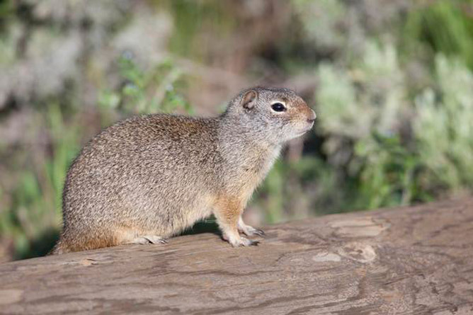 Bad Wyoming ground squirrels invading Colorado’s Western Slope The squirrel known around here as “Wyoming” can best be described as a dumpy and bossy bachelor boy.
Wyoming has been digging burrows in research plots at the Rocky Mountain Biological...