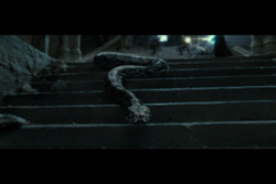 this-is-my-district:  Nagini