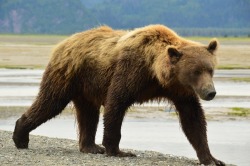 theanimalblog:  Alaska Brown Bear - Lake