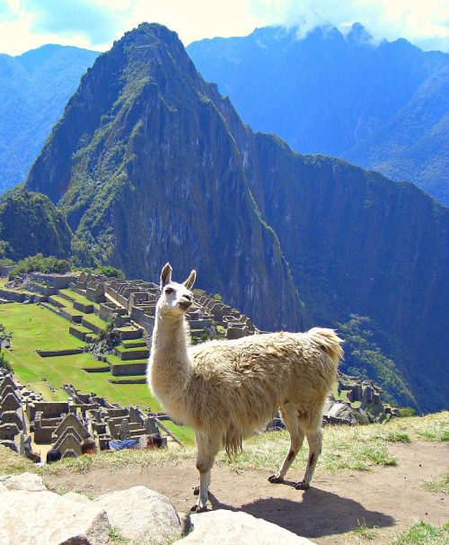 hiipple:  funkysafari:  macchu picchu, Peru by marinfinito  awe, he’s posing (‘: