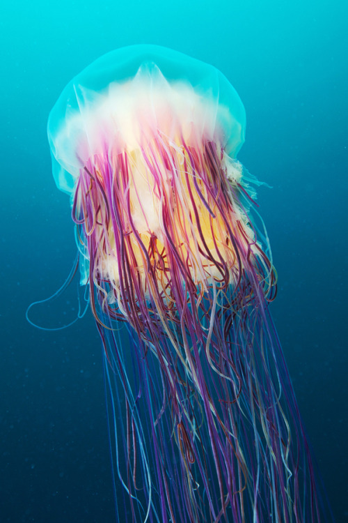 mydarkenedeyes:  Underwater photography by Alexander Semenov.