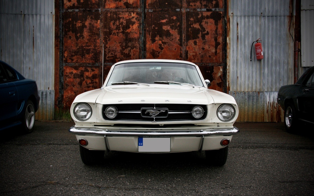 Ford Mustangs