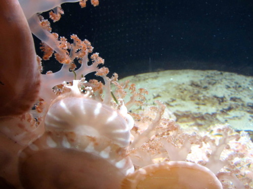 Pink upside-down jellyfish Family Cassiopeidae