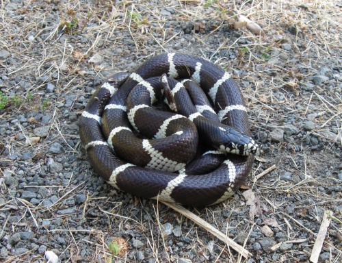 zacharycava: California Kingsnake (Lampropeltis getula californiae), Alameda County, California Pho