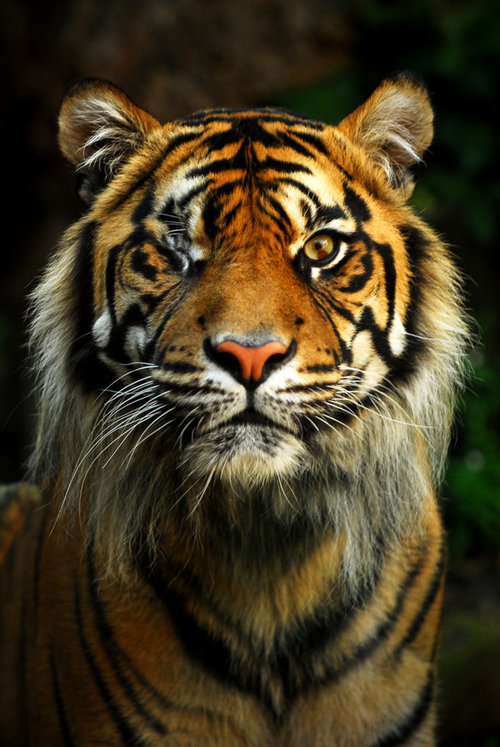realgucci:  winking tiger. 