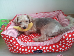 This is Hemmie&rsquo;s patented &lsquo;I know you can take away my squeaky banana but please don&rsquo;t I love you~&rsquo; pose.