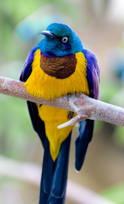 fat-birds:  Choucador royal - Golden-breasted