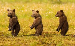 allcreatures:  Picture: Julian Cox/Solent News &amp; Photo Agency (via Pictures of the day: 16 August 2012 - Telegraph)