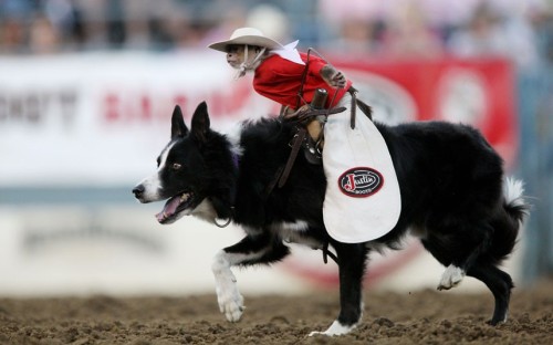 Porn Pics theanimalblog:  Whiplash the Rodeo Monkey