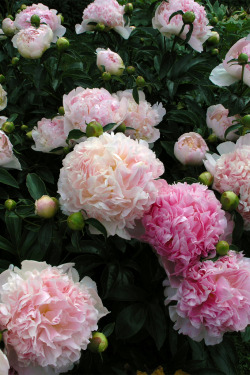 manolescent:  Peony Frosted Pink 