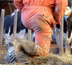 cowhouse-worker: gummistiefel12:  super geile bilder  !!!!!  So ist das richtig für mich   !  Immer  Stall-Dreck-Arbeier -Mann  !!! 