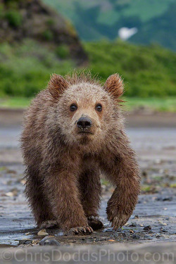 magicalnaturetour:   “Cub of HEARTS”