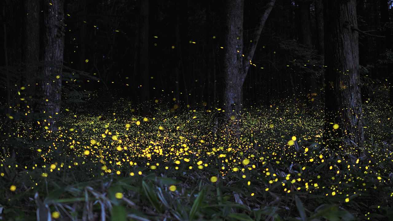 mydarkenedeyes:  Rei Ohara captures the magic of fireflies by taking these long exposure