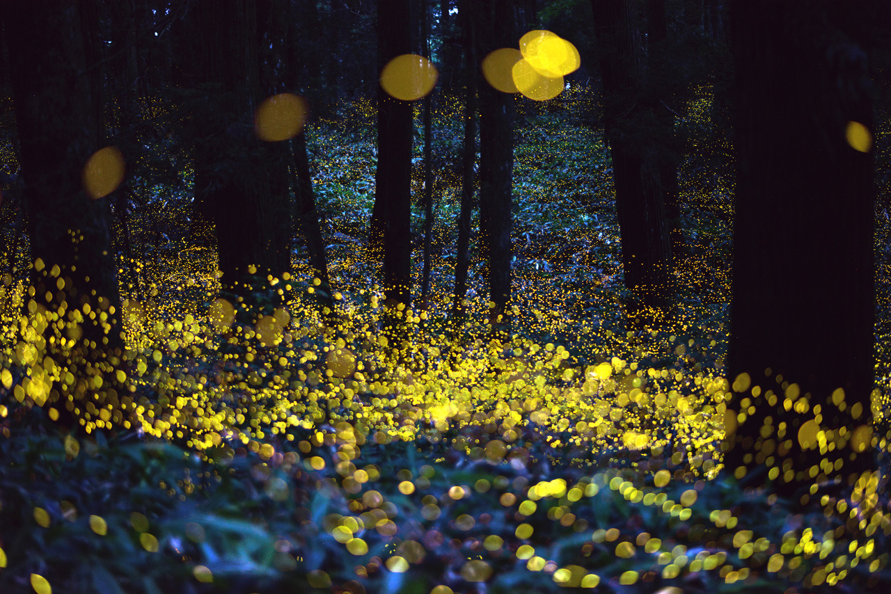 mydarkenedeyes:  Rei Ohara captures the magic of fireflies by taking these long exposure