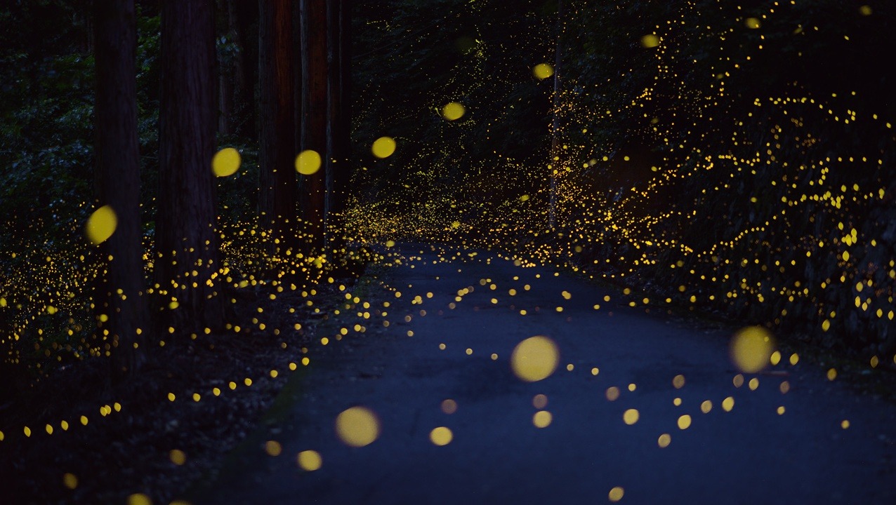 mydarkenedeyes:  Rei Ohara captures the magic of fireflies by taking these long exposure