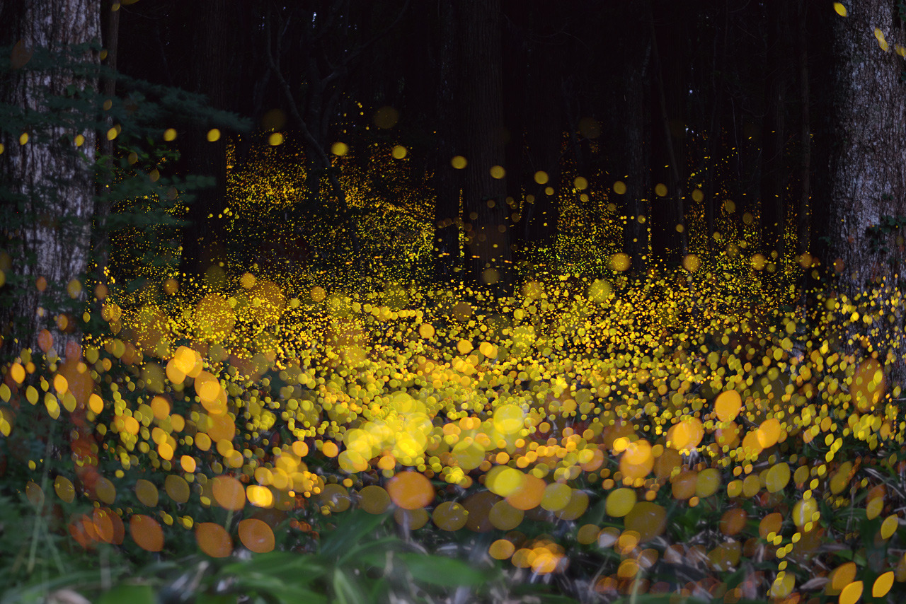 mydarkenedeyes:  Rei Ohara captures the magic of fireflies by taking these long exposure