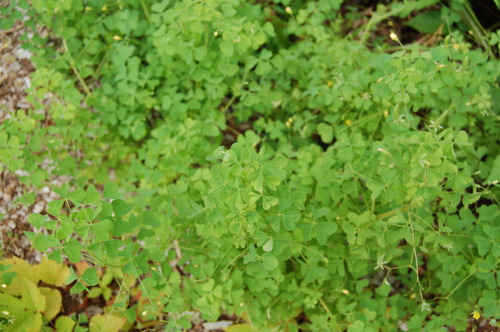 Mountain Wood Sorrel is a tart and delicious wild edible that thrives in the New England climate. Th