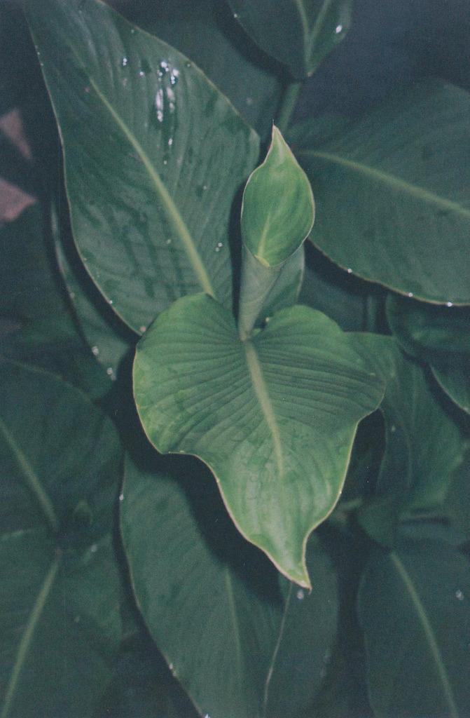 v0tum:  v 