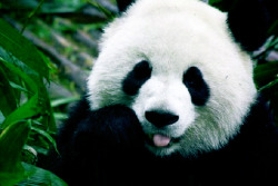 pandaddiction:  Hola soy un panda hermoso