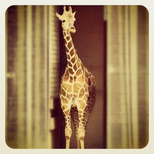 My new pet! I love her! She’s so beautiful! (Taken with Instagram)