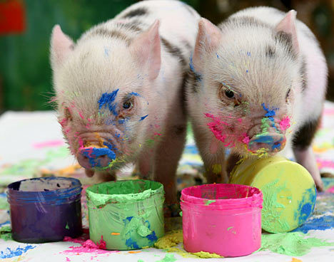 mqnania:  archiemcphee:  Last month we posted the Pennywell Farm in Buckfastleigh, Devon, England, breeders of awesomely cute Miniature Pigs. Today we learned that those micro pigs aren’t just adorable, they’re also artistic! As a novel approach