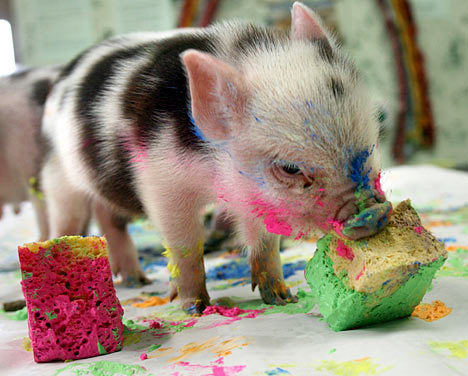 mqnania:  archiemcphee:  Last month we posted the Pennywell Farm in Buckfastleigh, Devon, England, breeders of awesomely cute Miniature Pigs. Today we learned that those micro pigs aren’t just adorable, they’re also artistic! As a novel approach