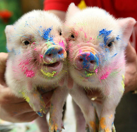 mqnania:  archiemcphee:  Last month we posted the Pennywell Farm in Buckfastleigh, Devon, England, breeders of awesomely cute Miniature Pigs. Today we learned that those micro pigs aren’t just adorable, they’re also artistic! As a novel approach
