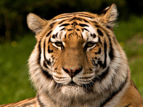        The tiger (Panthera tigris) is the world’s