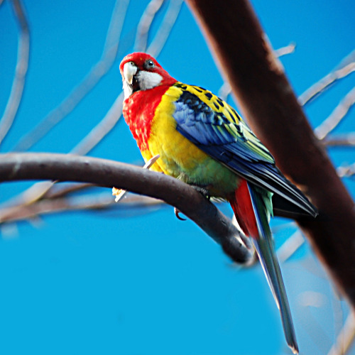 Sittin’ pretty. Species: Eastern rosella (Platycercus eximius) (Source)