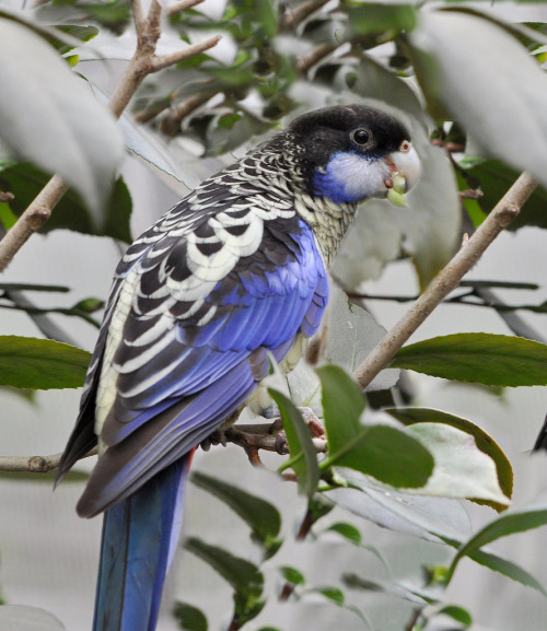 Snack time!Species: Northern rosella (Platycercus venustus) (Source)