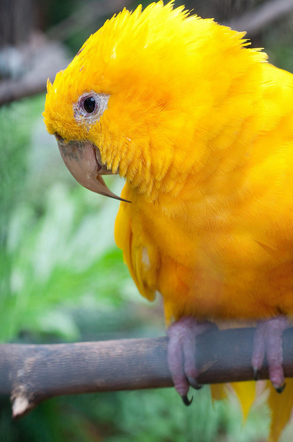 Ivelo