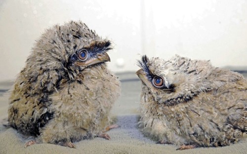 Two tawny frogmouth chicks make their debut at Brookfield Zoo in Chicago
Picture: Brookfield Zoo / Rex Features