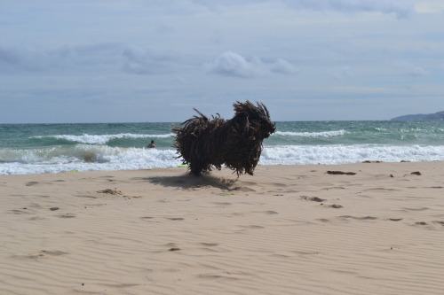 kiwibutt:  backrowofthemovies:  Saw this “dog” on the beach last week. Yes… that is a dog.  IT’S LIKE SEAWEED ERUPTING FROM THE OCEAN 