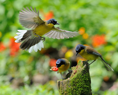 The blue-crowned laughing thrush is among the top 10 species that are fighting extinction with the help of zoos.
Photograph: Xie Xiao-fang/BIAZA