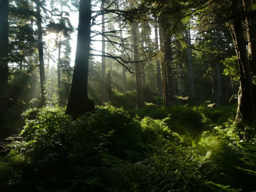 lucidforests: (via prehistoric wonderland by ~treeofthesea on deviantART)
