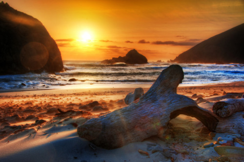 Wind and Driftwood (by Stuck in Customs)