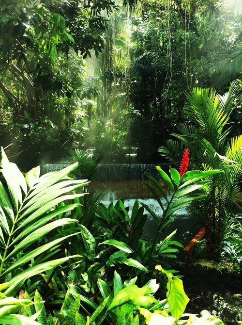 cocohuts:  tiger—kids:  t-iki-oasis:  tropic-ae:  ☼Tropical☼  enter my tropical paradise ✌❁☯☼  xx ha