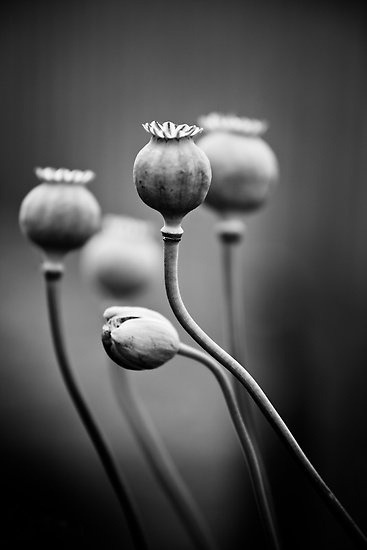 sashastergiou:  Poppies 1 by Suellen Cook  ❤