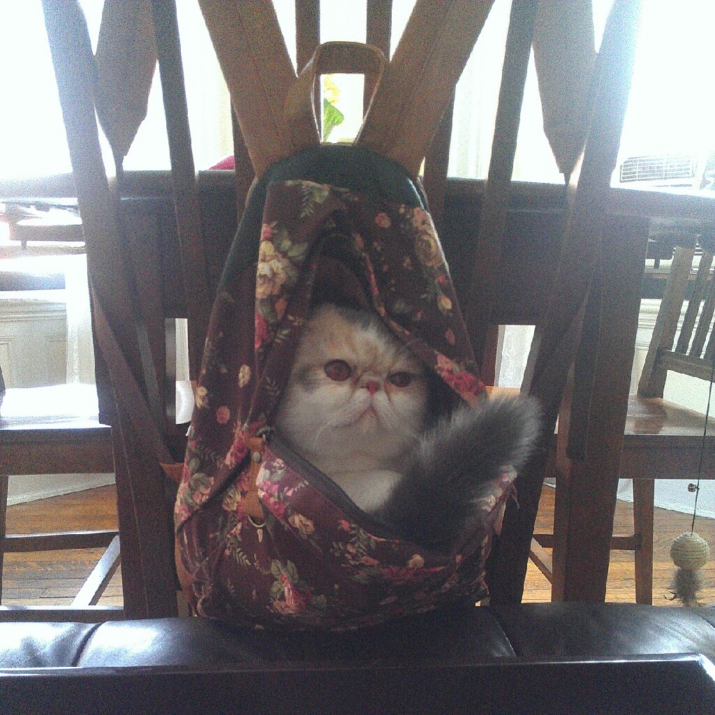 derpycats:  If I opened up my backpack and saw this I would pee myself. 