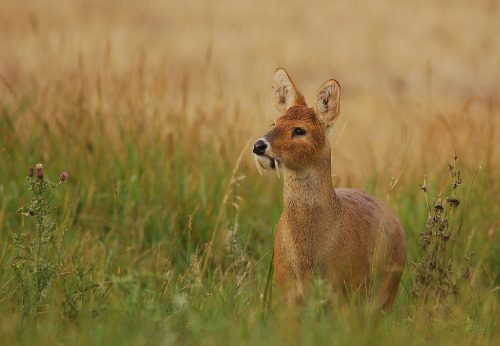 tomial:The Chinese Water Deer, otherwise known as a Vampire Deer (Hydropotes inermis) can actually c