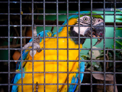 caracasshots:  Prisoner Birds | Parque del Este | #Caracas (More photos/Más fotos: click to visit CaracasShots.blogspot.com) 