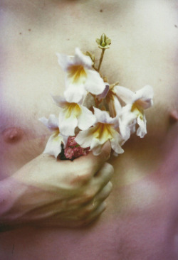 humanflower:  by Julianne Popa 