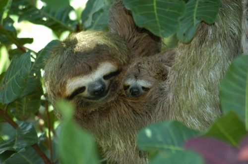 oahukai: t-ropical-kids: my babies sloths are actually the cutest things to ever live ever This is