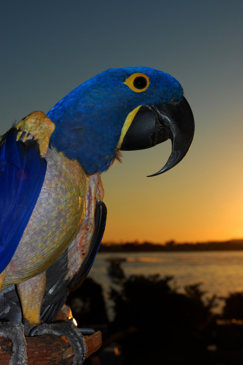 Plucking can be a problem in many birds, but parrots seem to be quite good at it. Feather plucking i